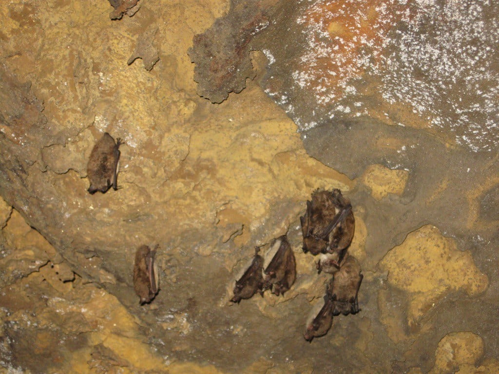 little brown bats little brown bats