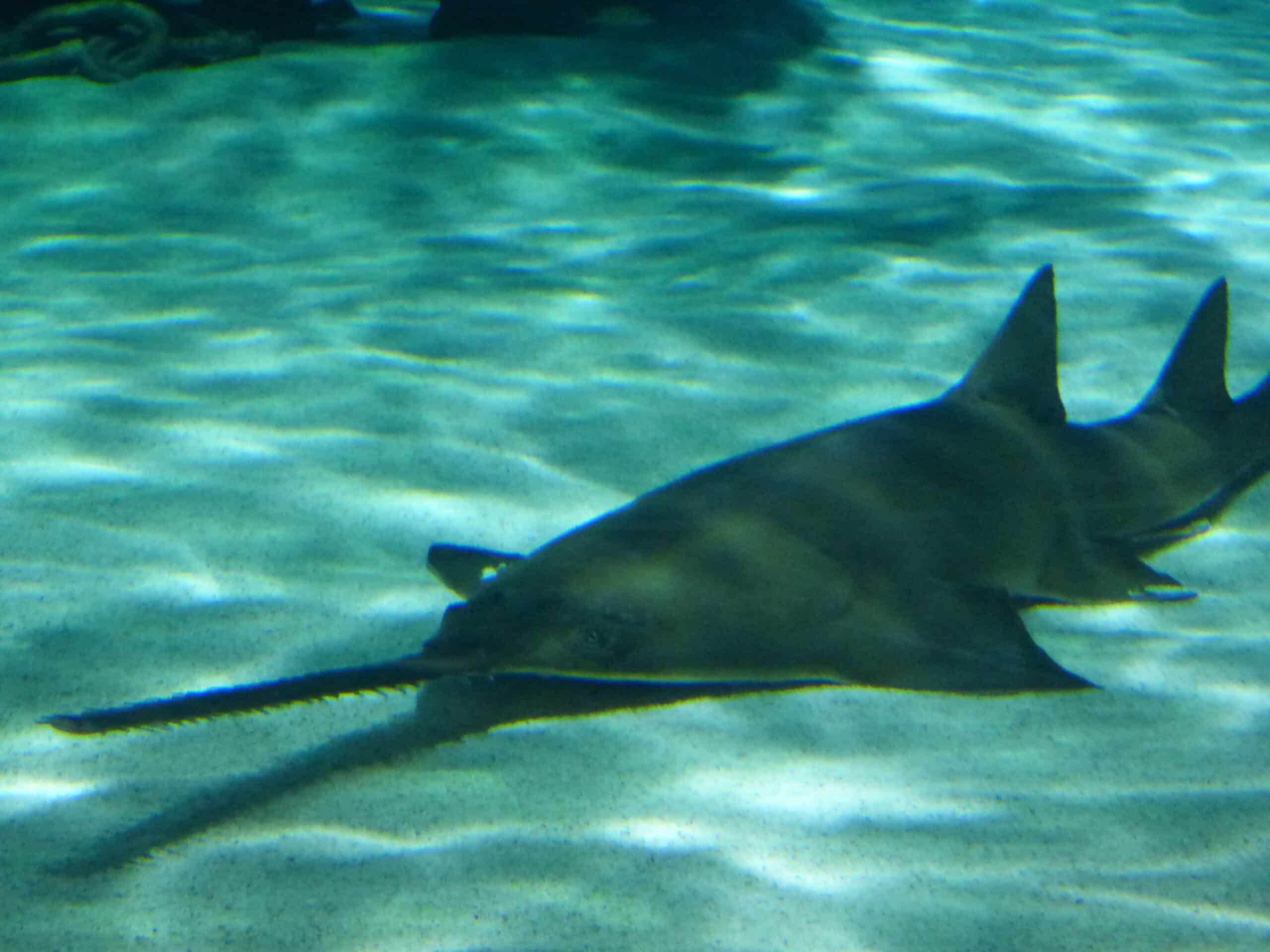 sawfish ripley’s aquarium myrtle beach