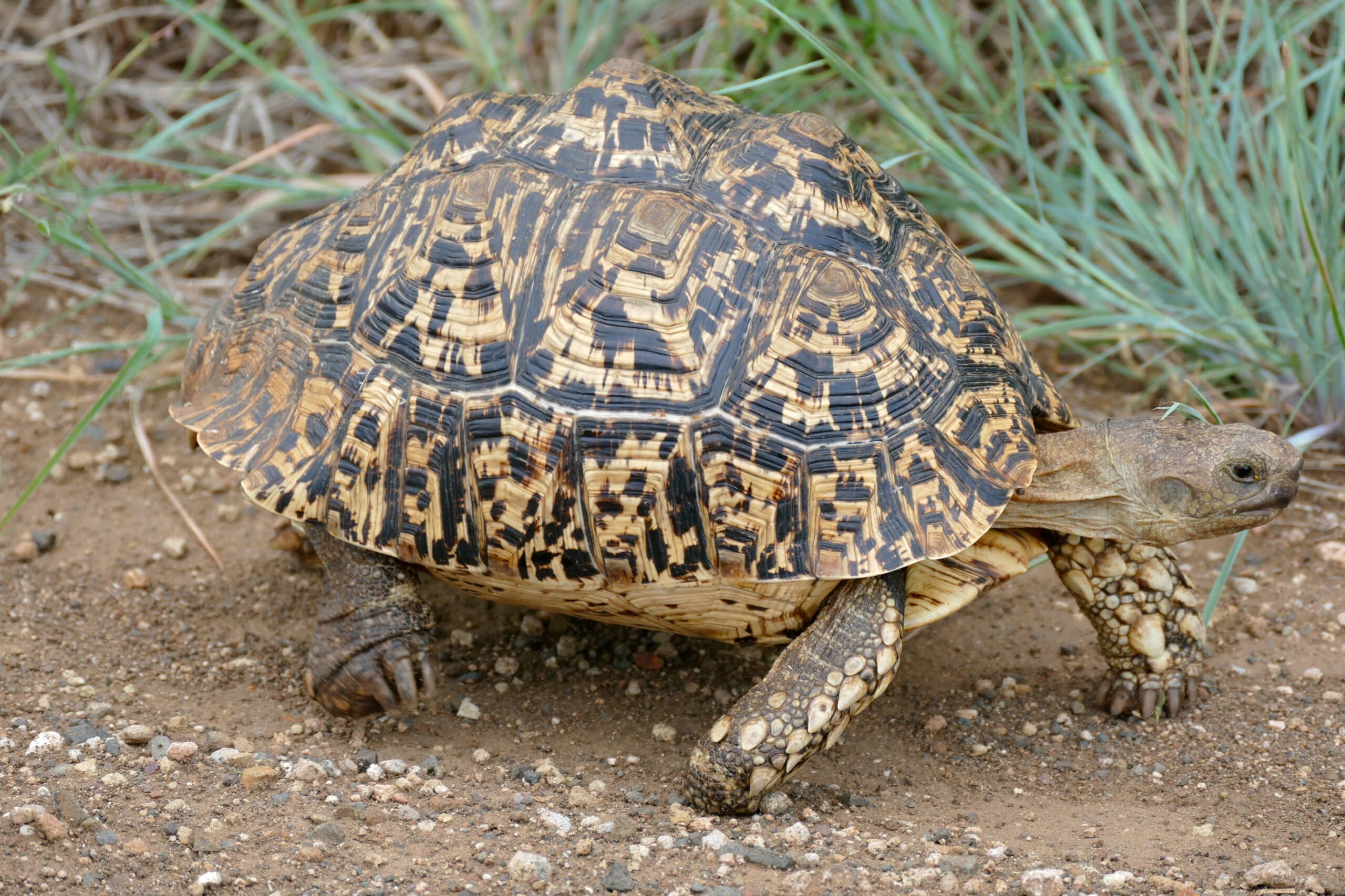 leopard tortoise (stigmochelys pardalis) (17331973455)