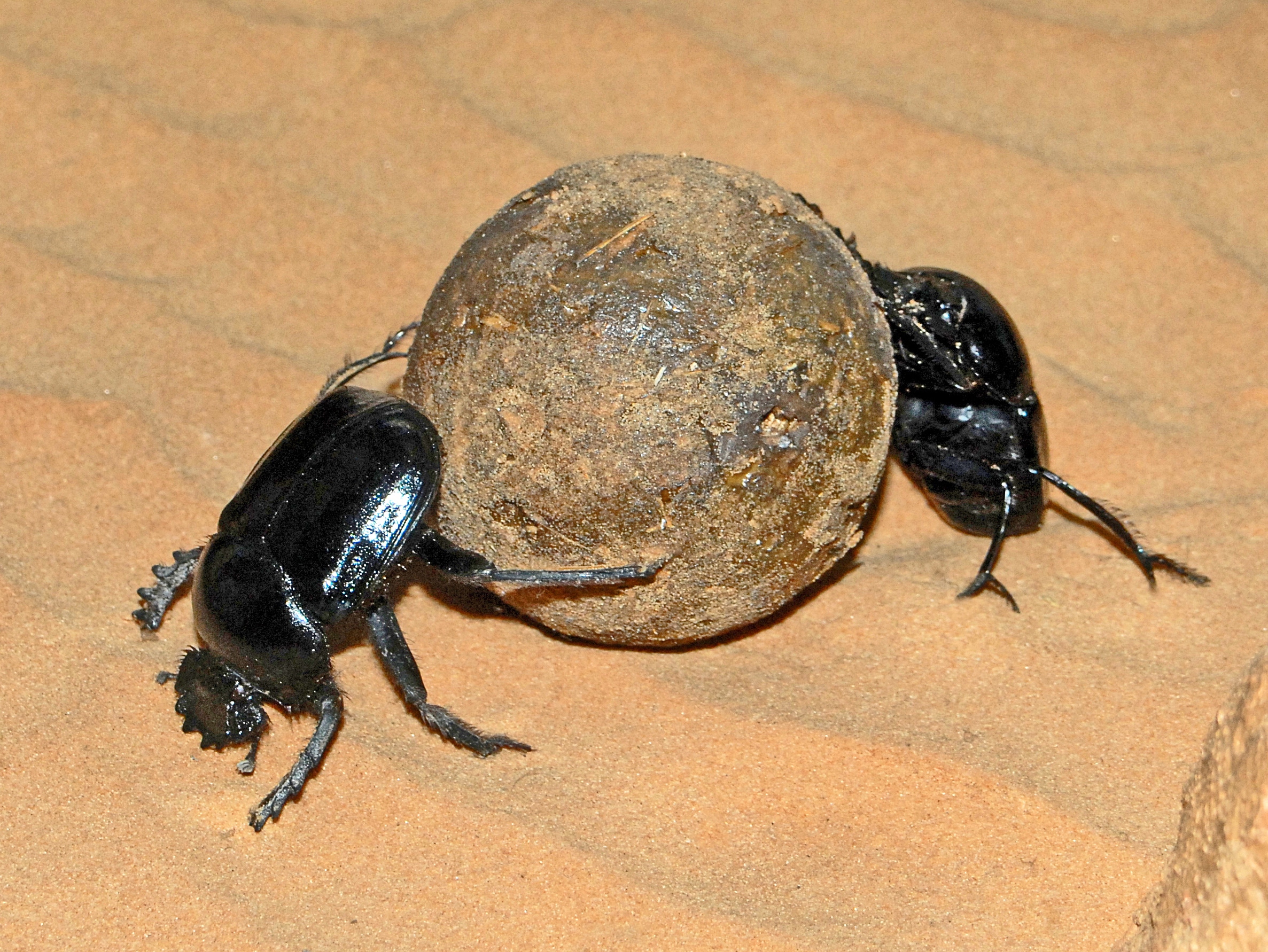 scarabaeidae scarabaeus sacer