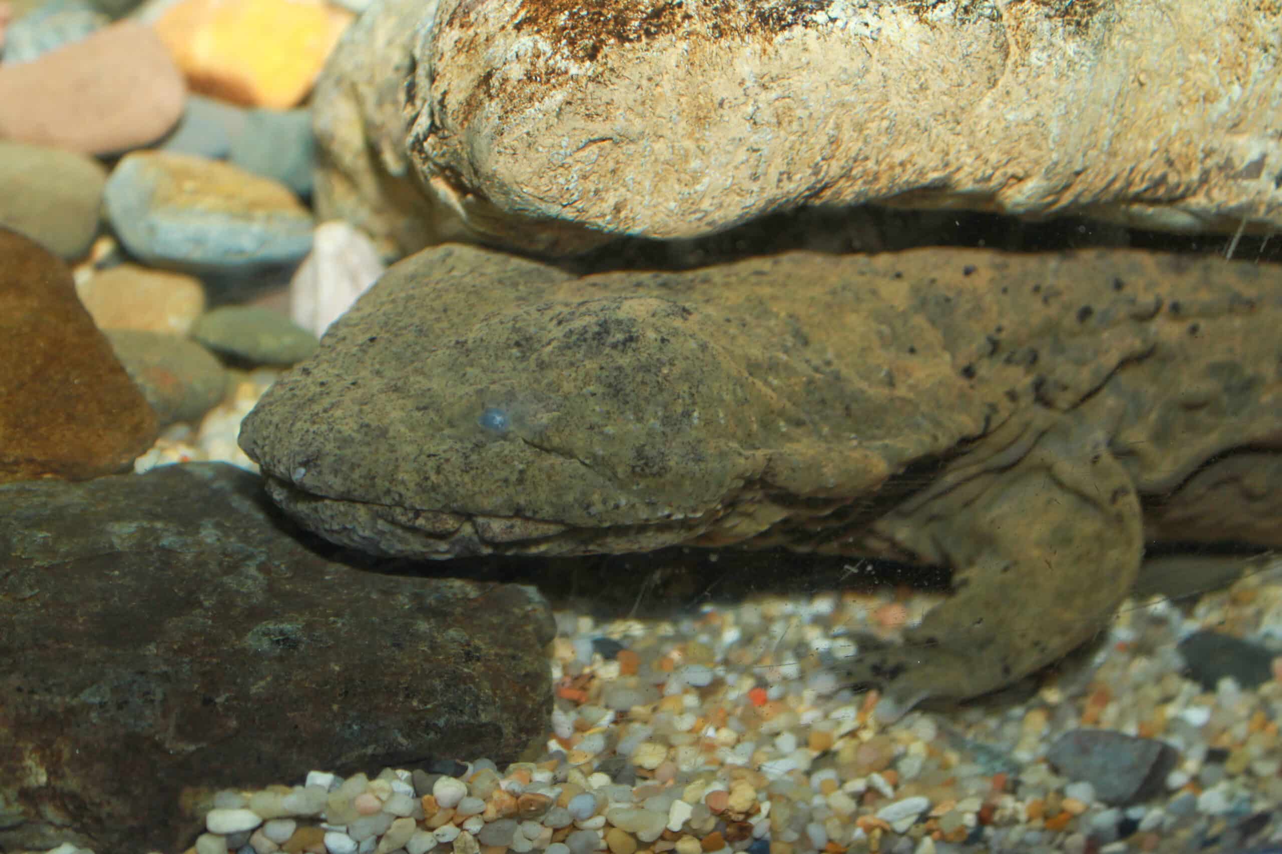 hellbender cryptobranchus alleganiensis hellbender cryptobranchus alleganiensis