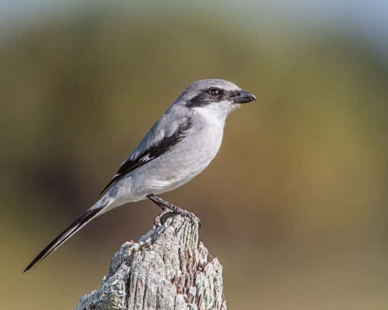 louisianawürger (lanius ludovicianus) in florida louisianawürger (lanius ludovicianus) in florida Loggerhead Shrike