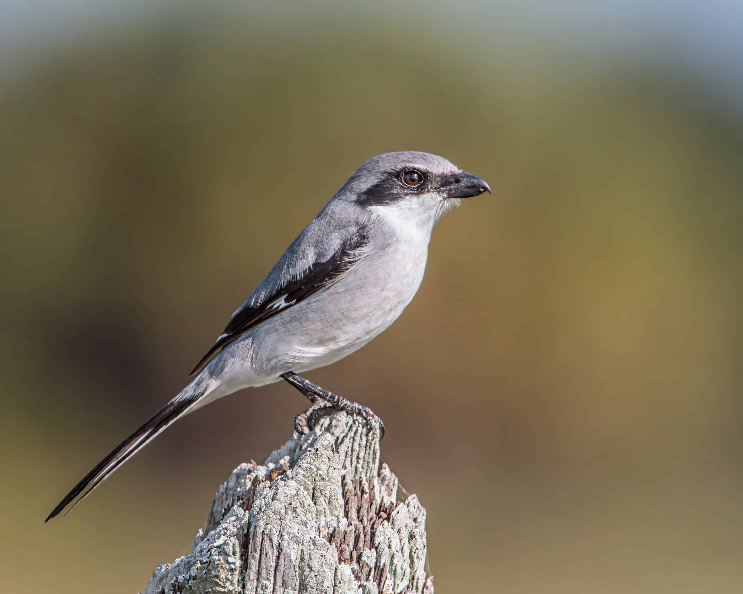 louisianawürger (lanius ludovicianus) in florida louisianawürger (lanius ludovicianus) in florida Loggerhead Shrike