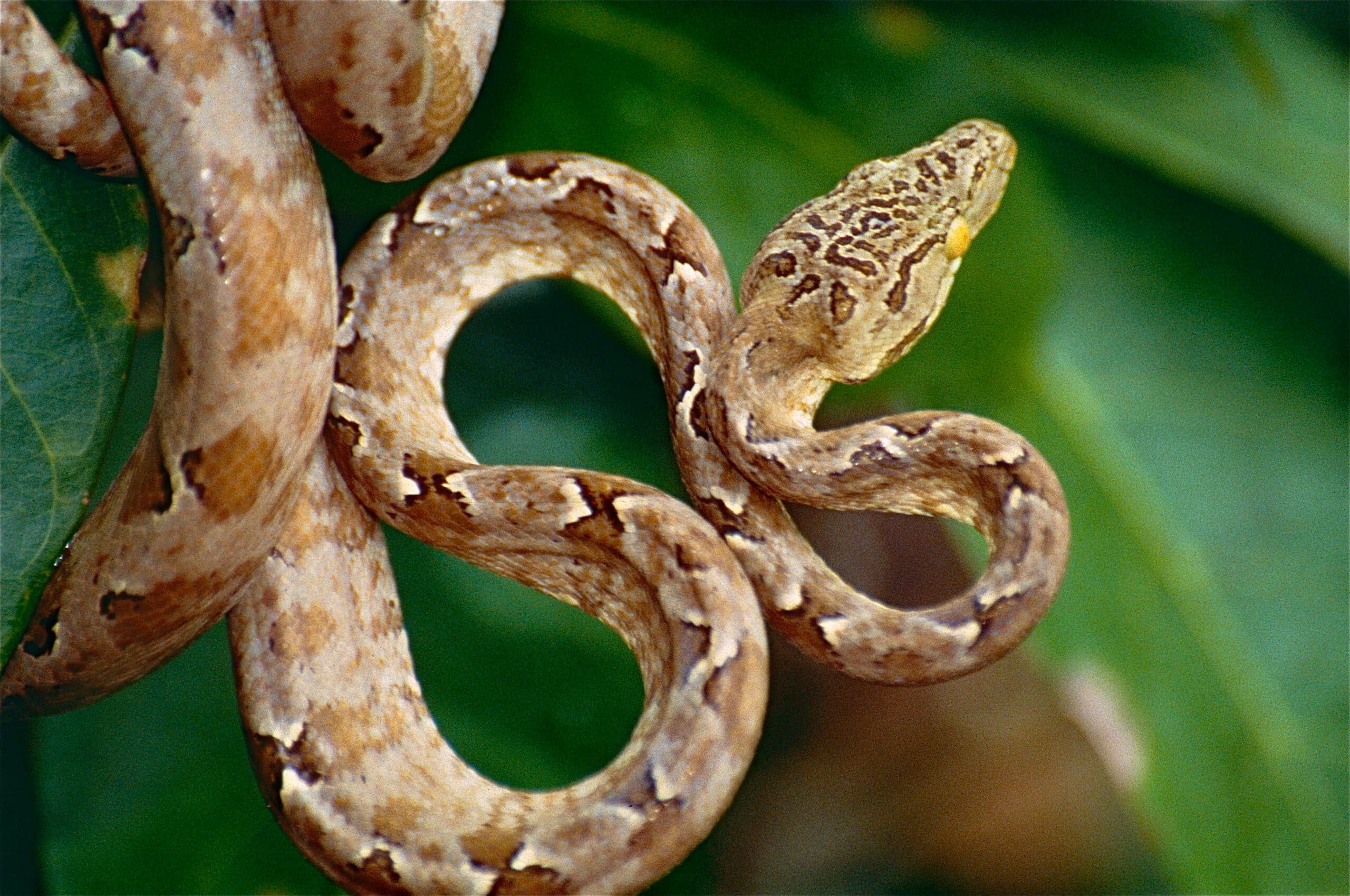 file:garden tree boa (corallus hortulanus) (10599338756).jpg