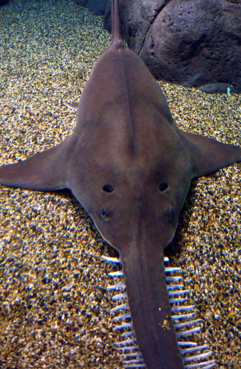 file:sawfish2.jpg