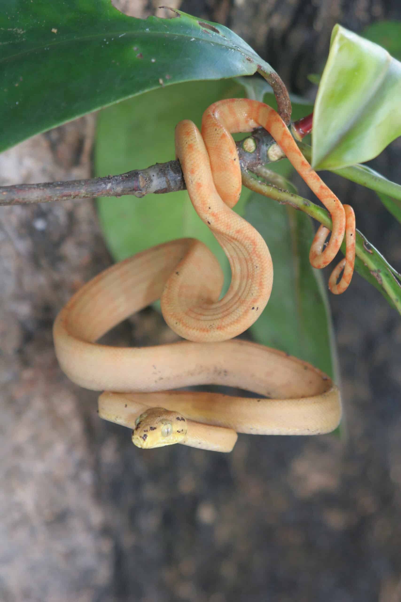boidae corallus hortulanus (garden tree boa) 49786463613