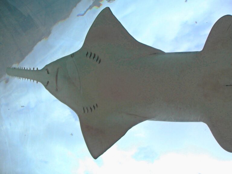 sawfish seen from underwater tunnel atlantis