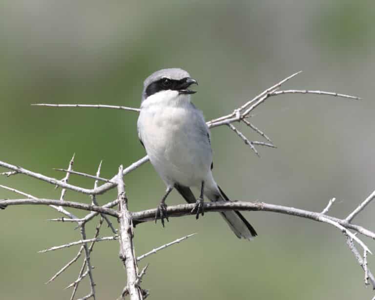 lanius ludovicianus gnp 03 lanius ludovicianus gnp 03