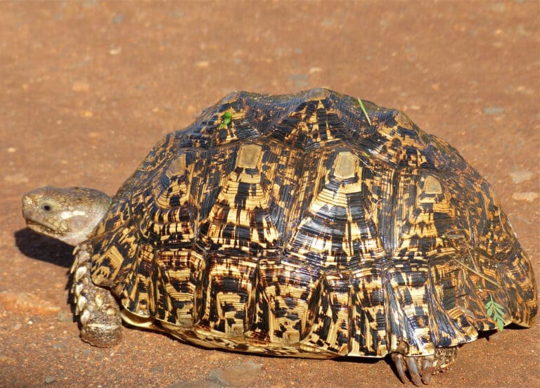 file:leopard tortoise (stigmochelys pardalis) (14050953053).jpg