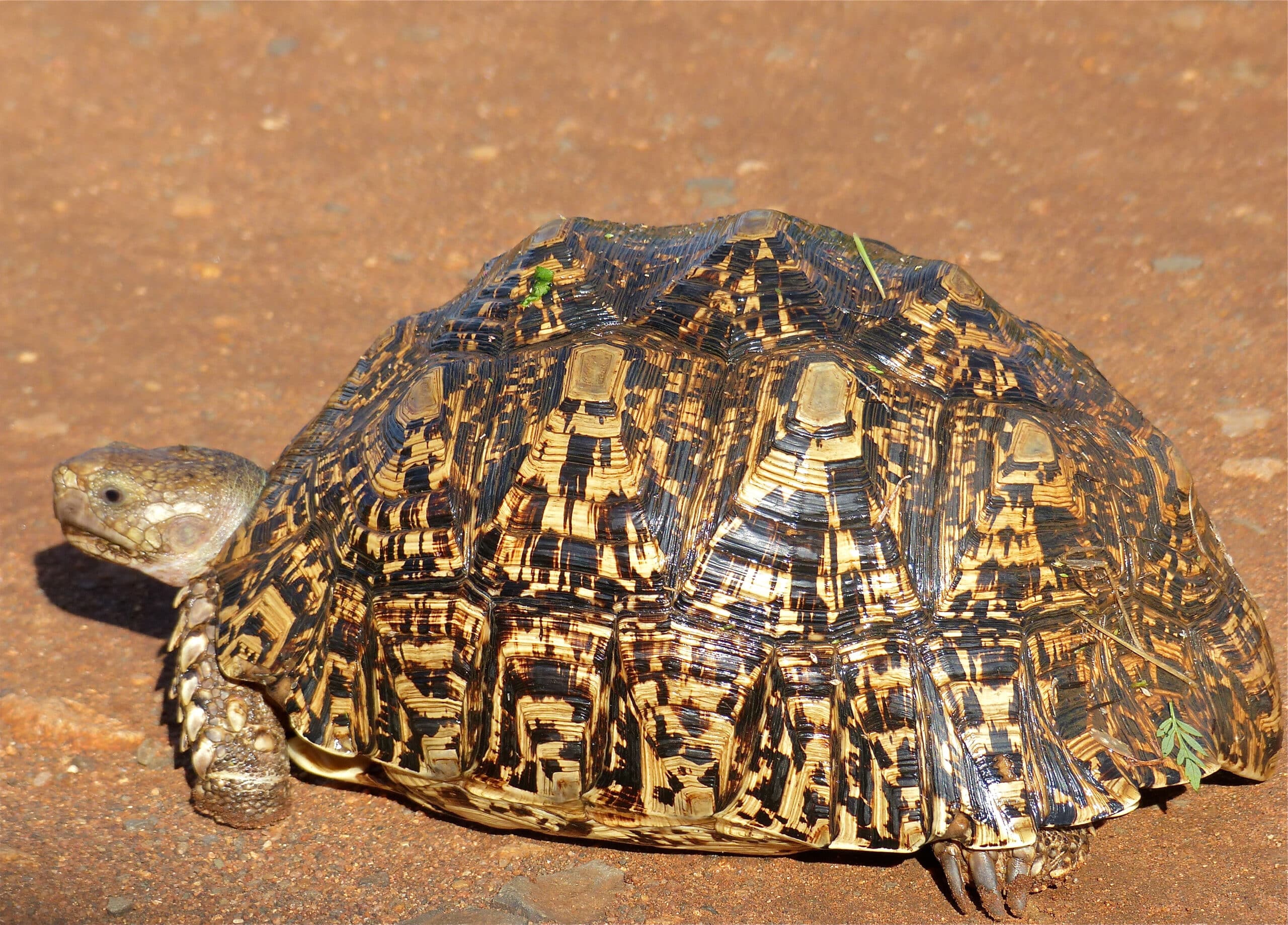 file:leopard tortoise (stigmochelys pardalis) (14050953053).jpg