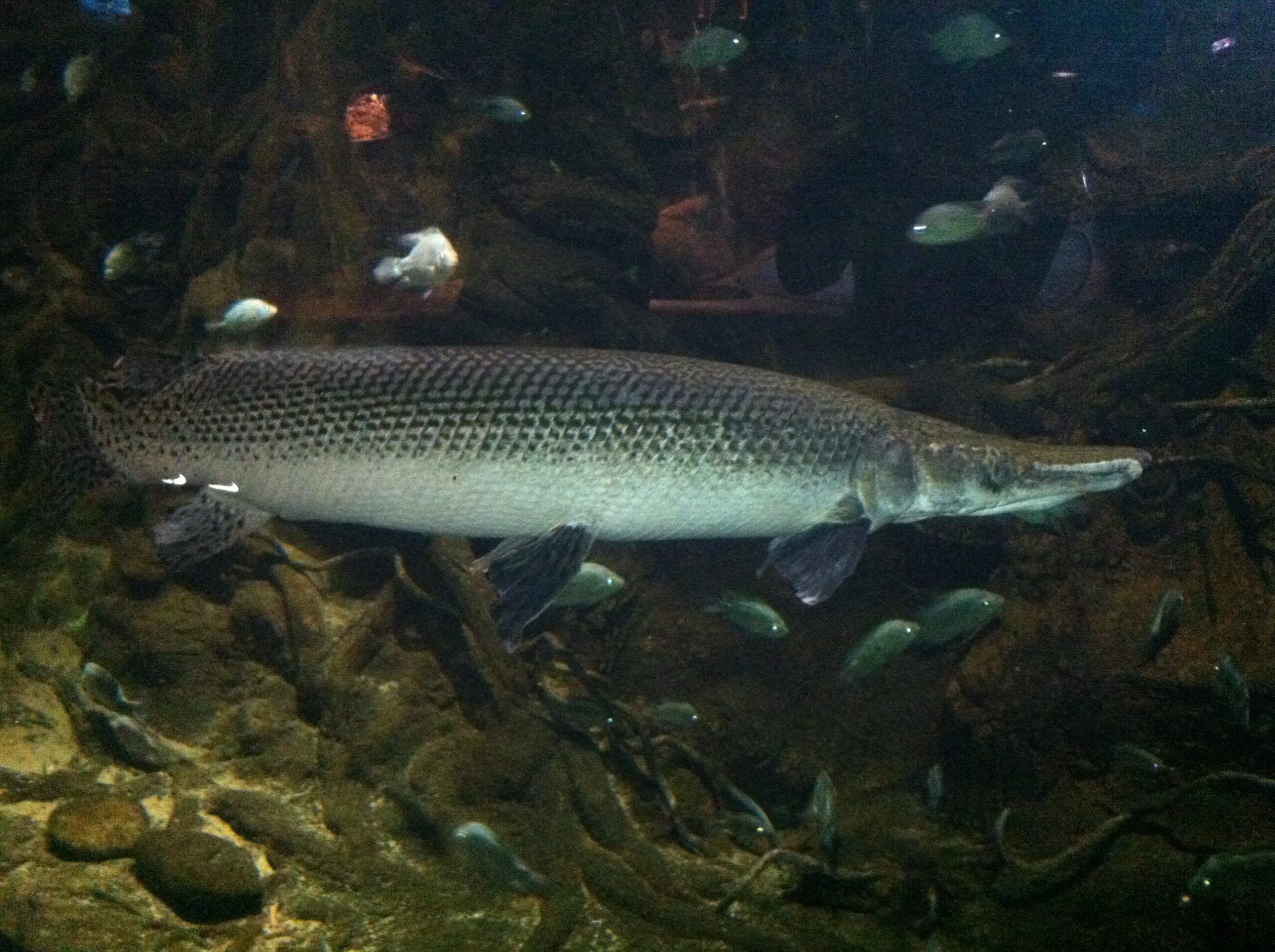 alligator gar (atractosteus spatula) 2013 09 13 11 40