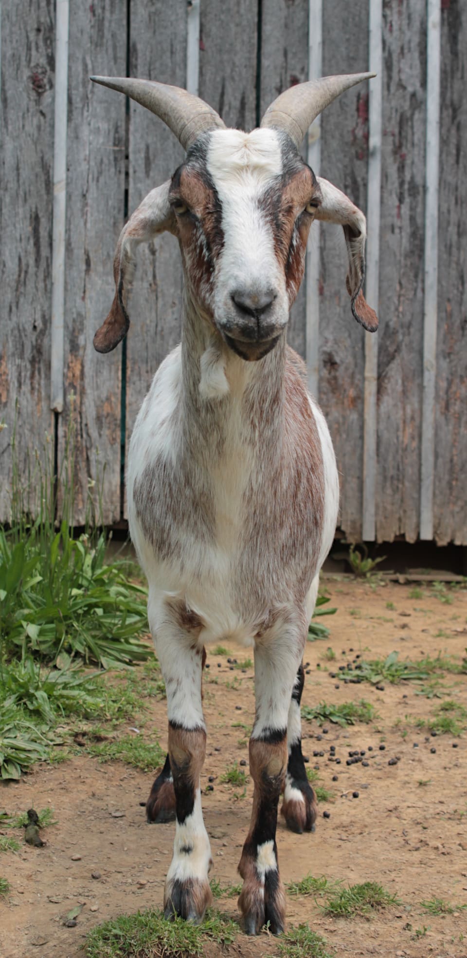 alpine boar female goat mix crowhocked rear feet