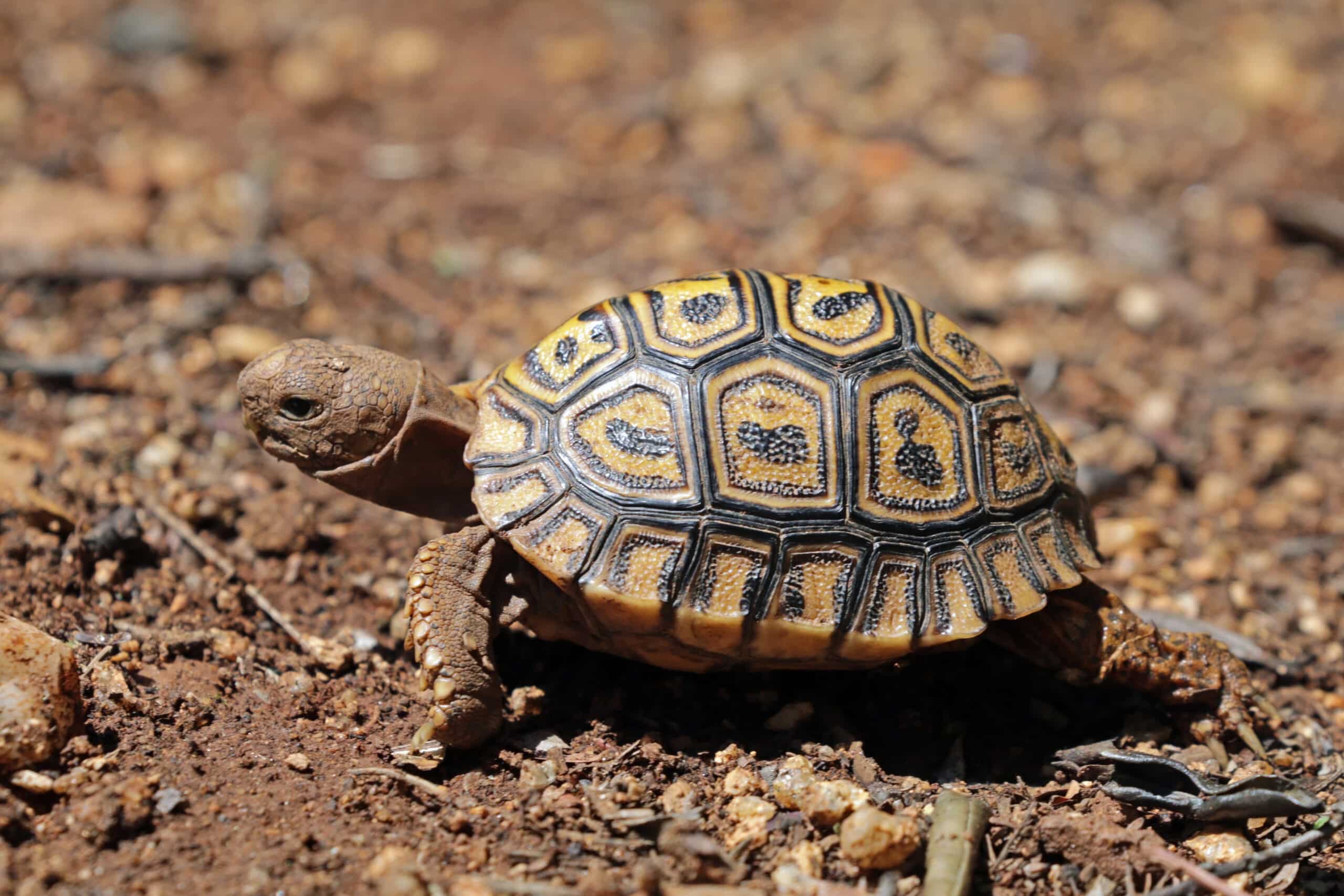 leopard tortoise (stigmochelys pardalis) juvenile  Leopard Tortoise