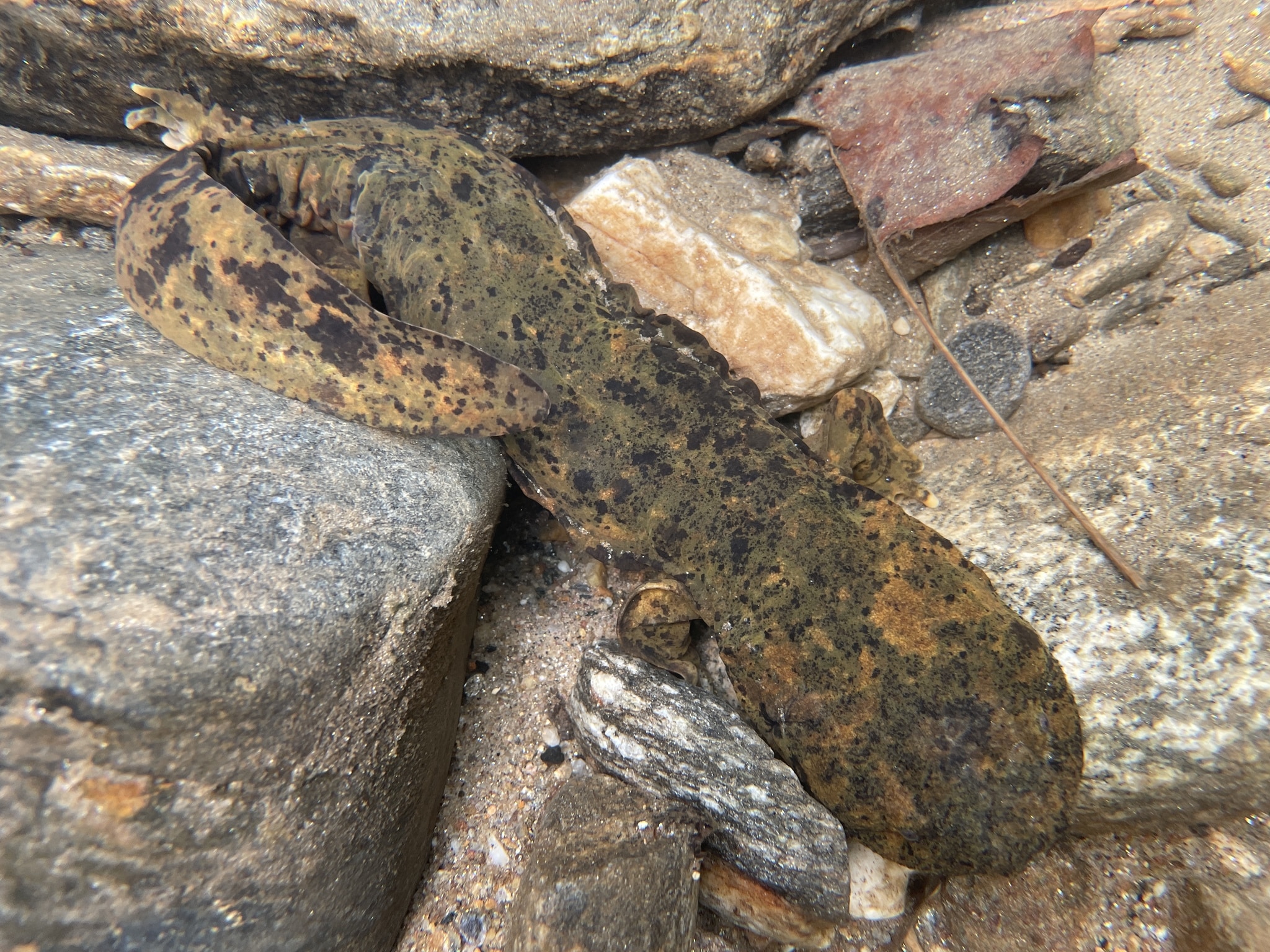 cryptobranchus alleganiensis 156635138 cryptobranchus alleganiensis 156635138