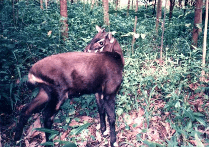 pseudoryx nghetinhensis  Saola