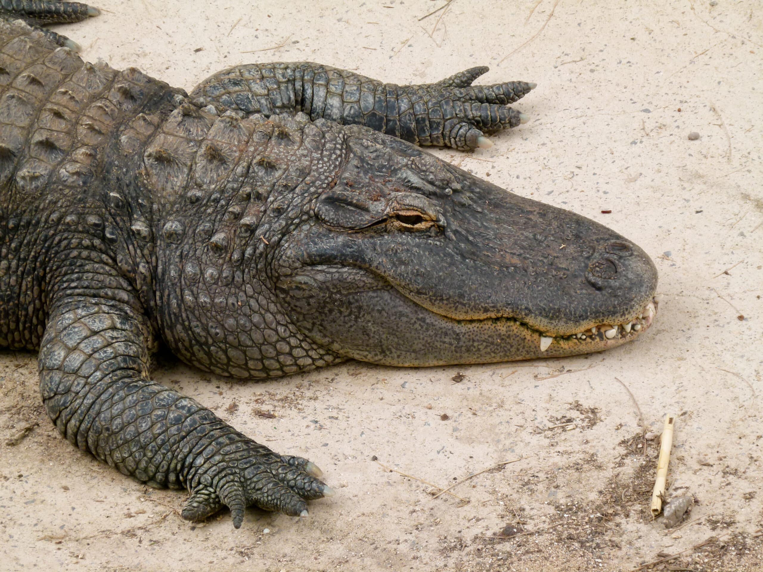 alligator mississippiensis oasis park 03
