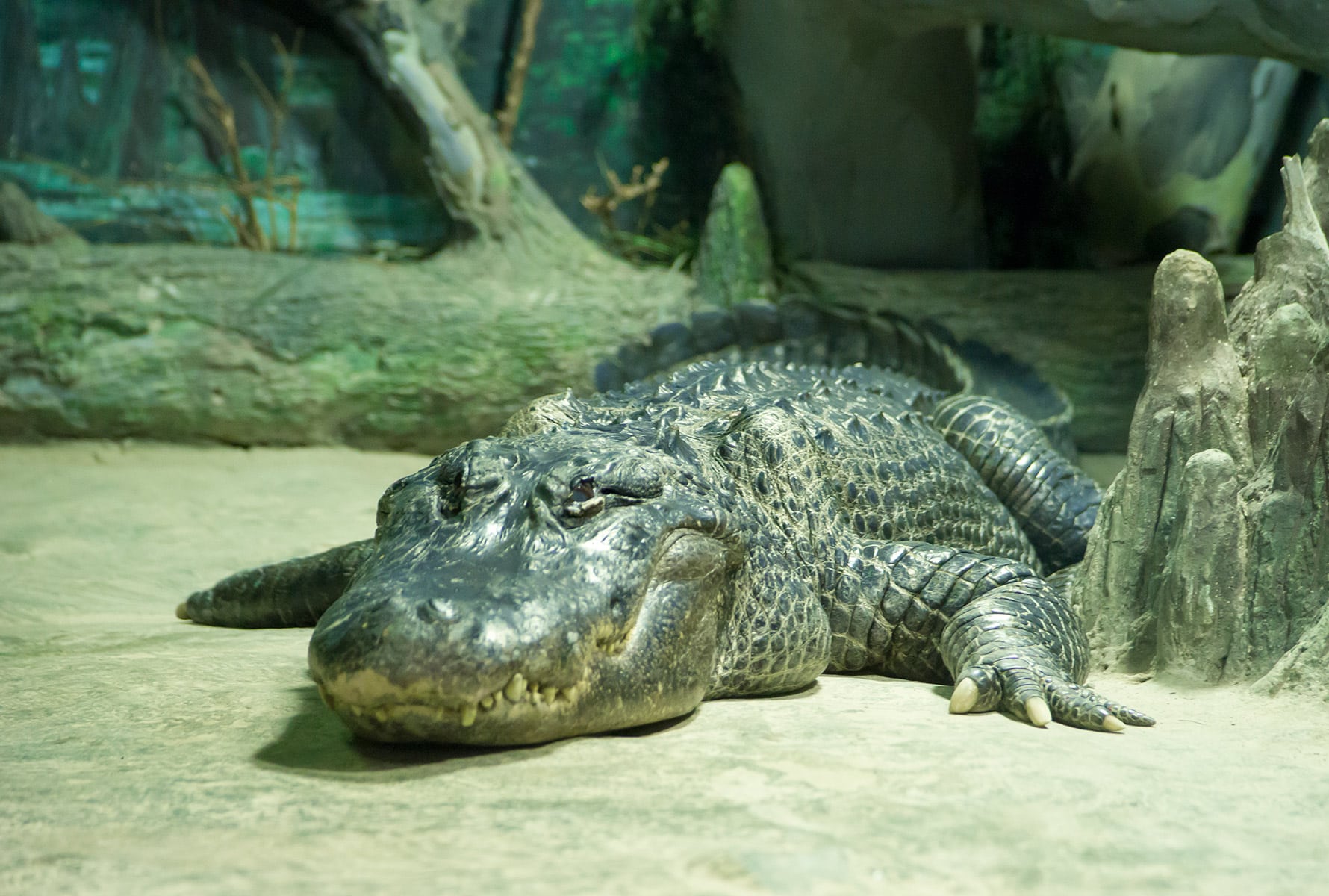 alligator mississippiensis