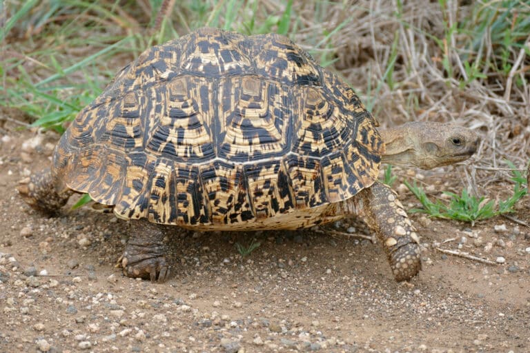 leopard tortoise (stigmochelys pardalis) (17331907085)