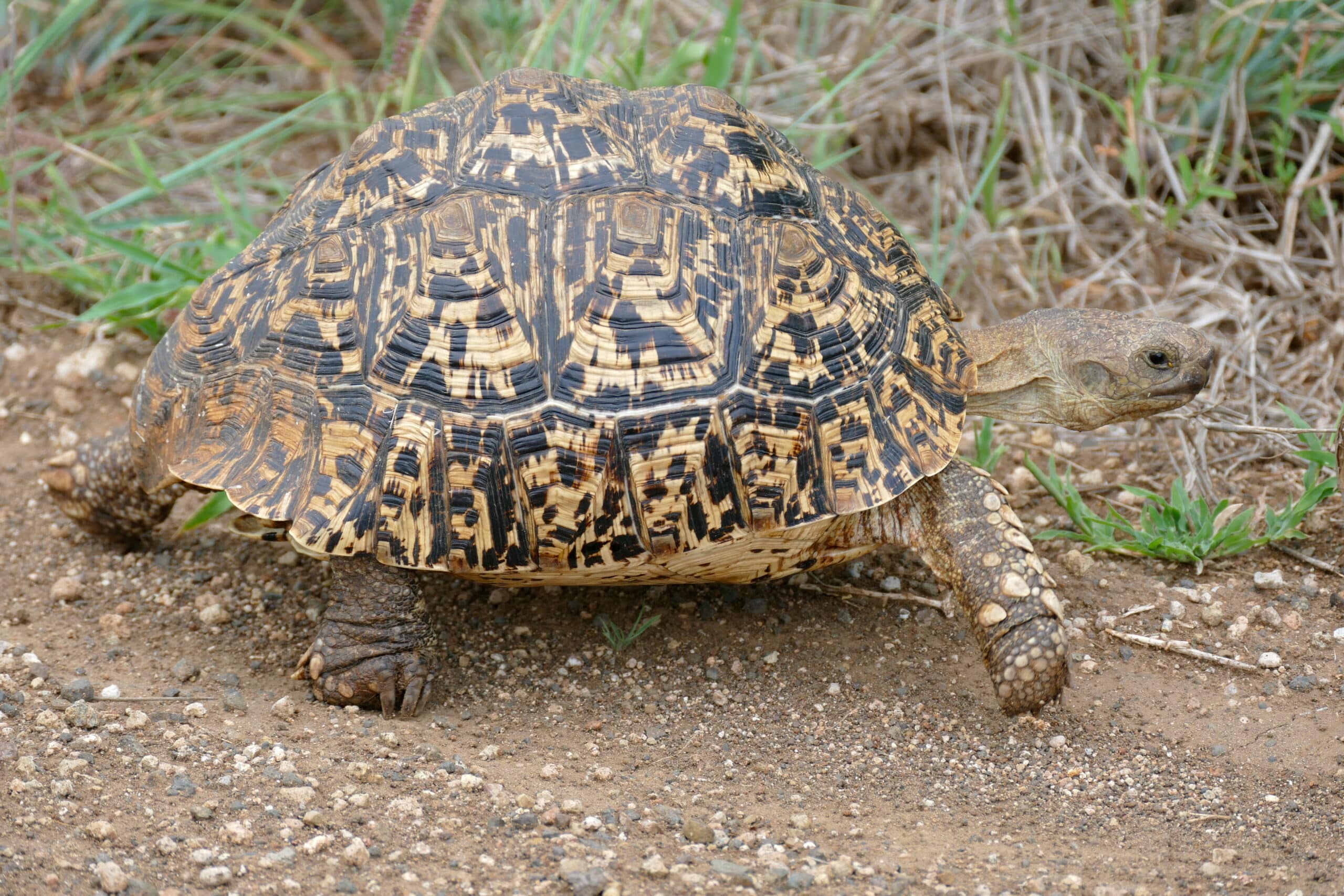 leopard tortoise (stigmochelys pardalis) (17331907085)