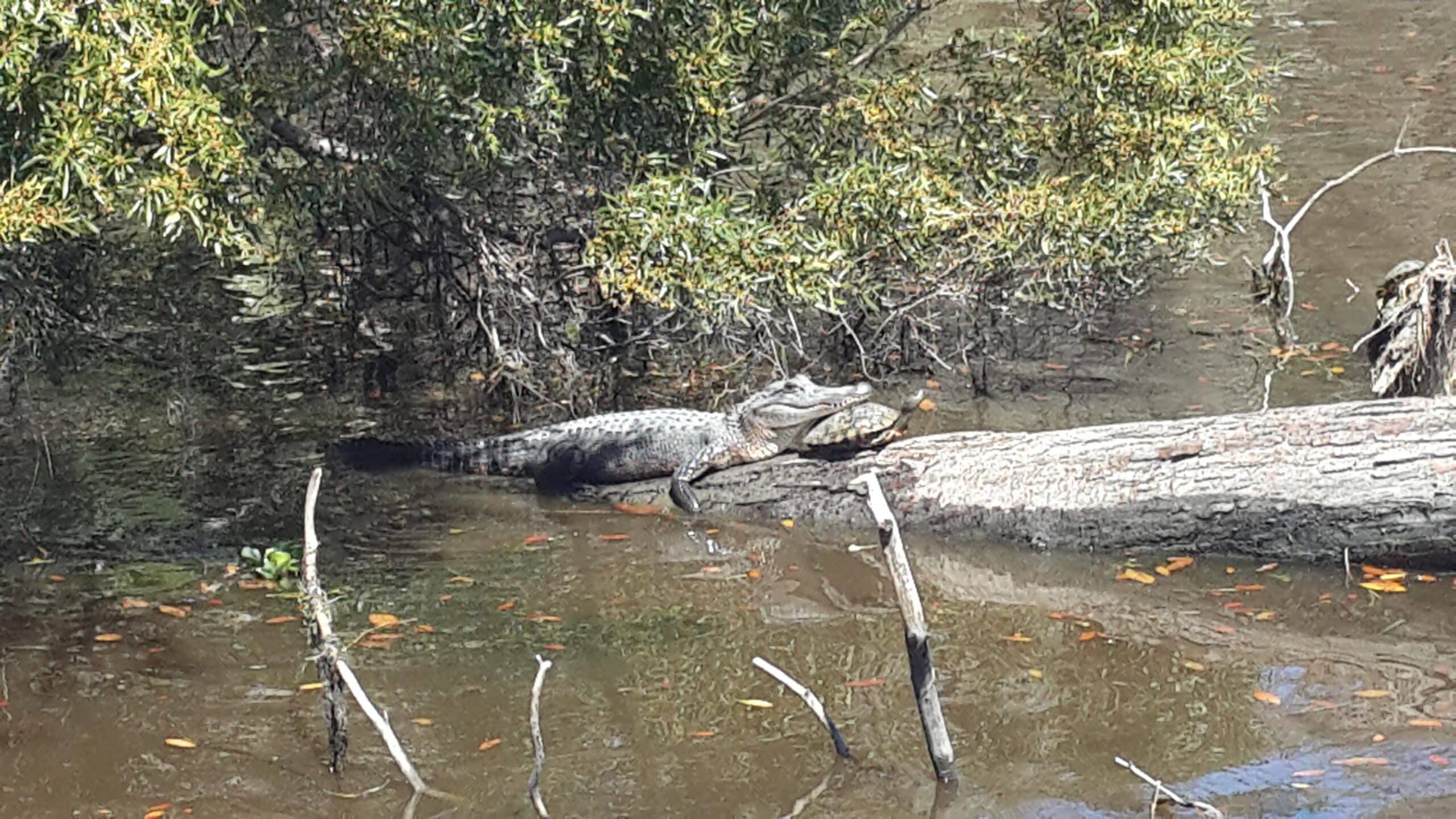 free alligator mississippiensis sunbathing on a turtle swamps in louisiana