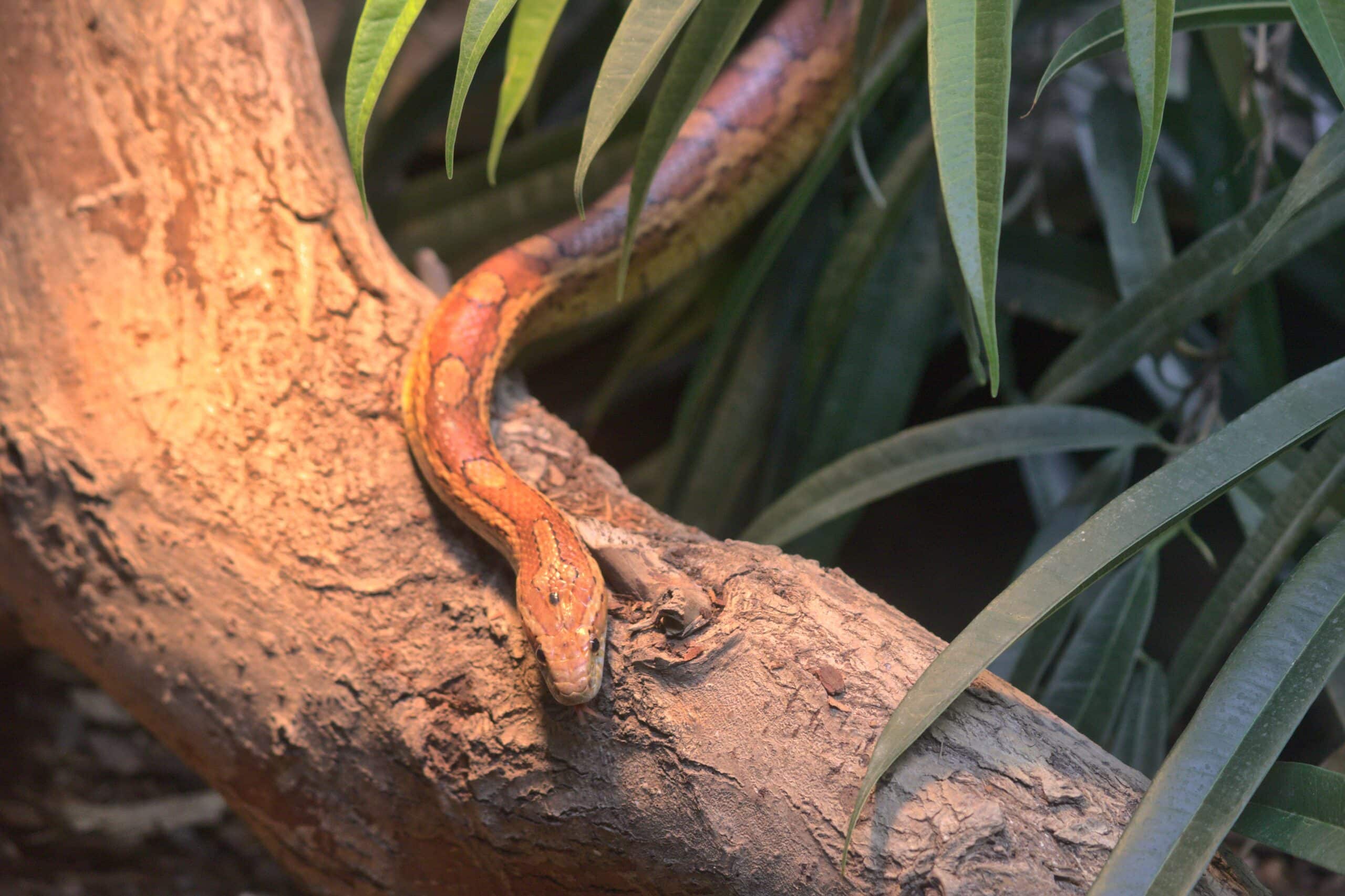2017 05 25 at wien 22 donaustadt, palmenhaus hirschstetten, pantherophis guttatus (50888386931)