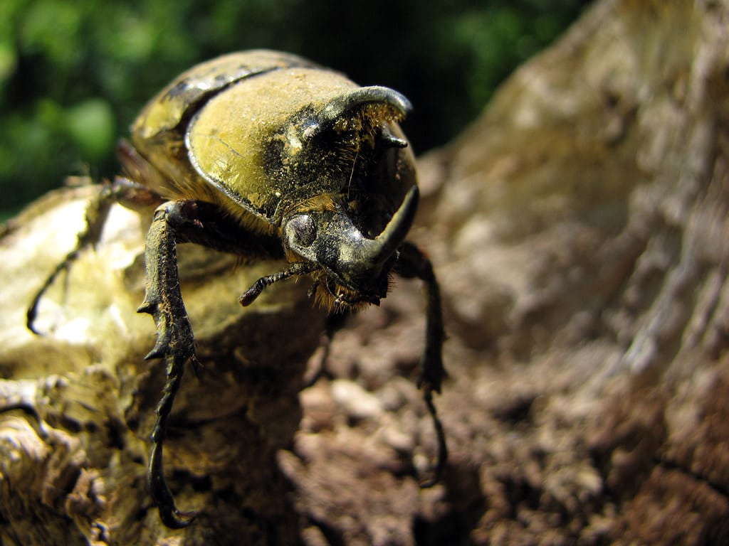eastern hercules beetle eastern hercules beetle
