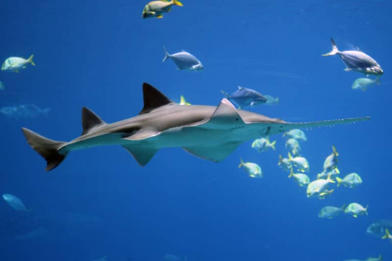 file:sawfish by forrest samuels.jpg