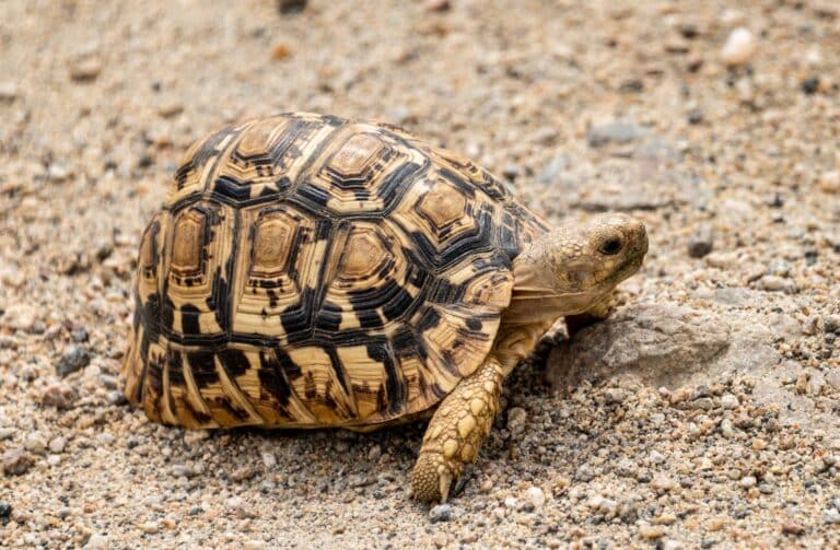 pantherschildkröte (stigmochelys pardalis), juvenil