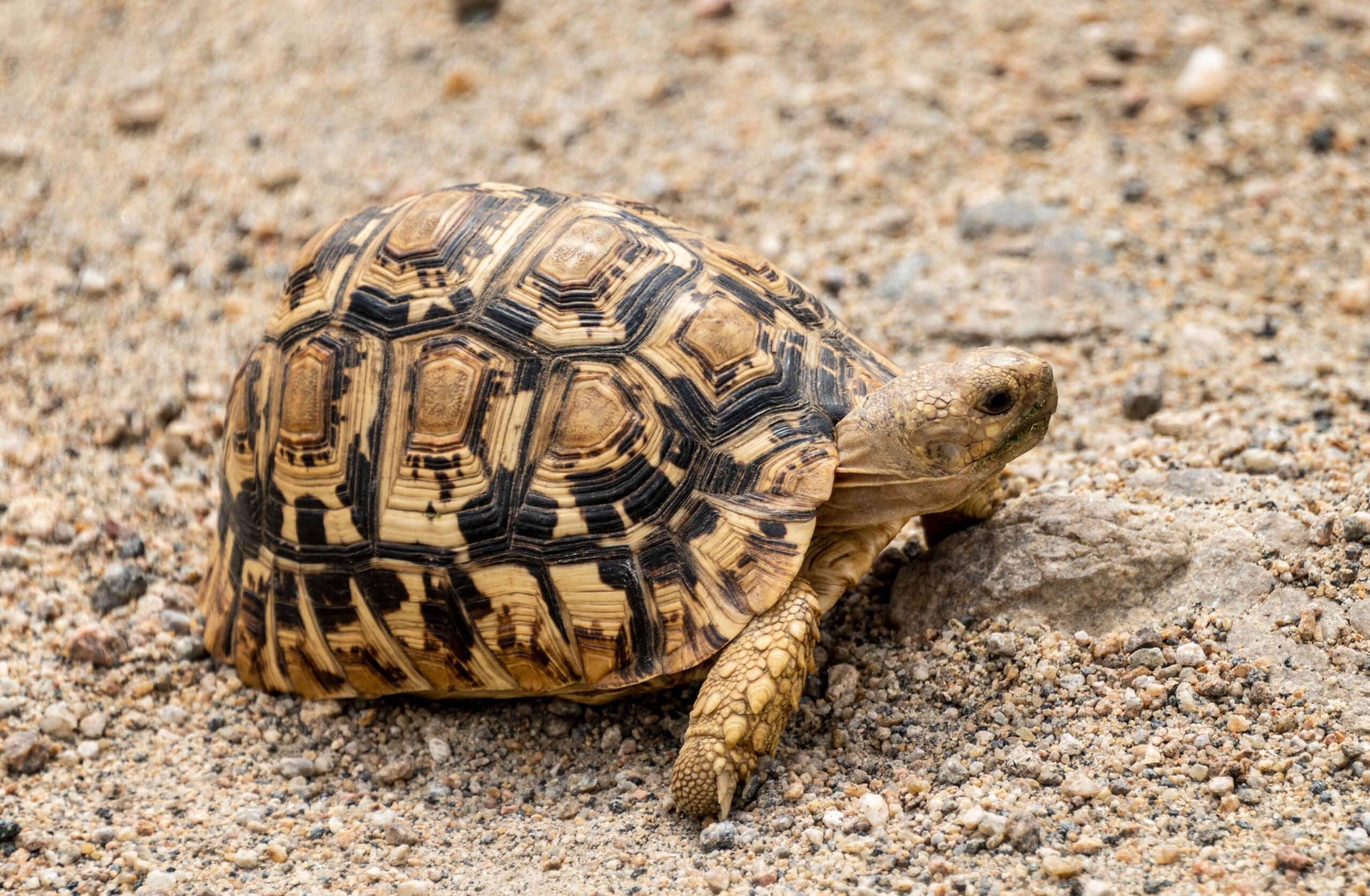 pantherschildkröte (stigmochelys pardalis), juvenil