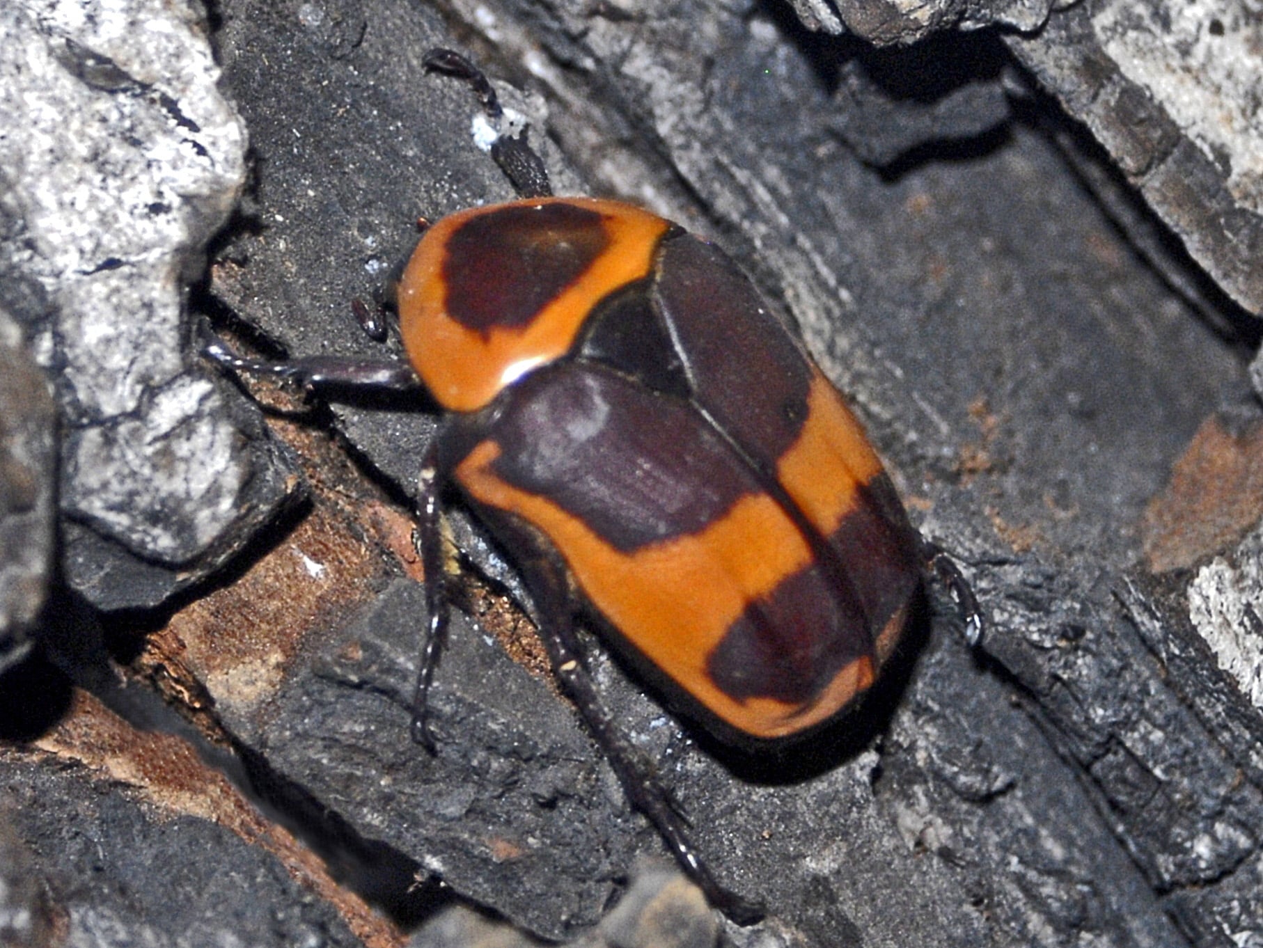 scarabaeidae pachnoda savignyi