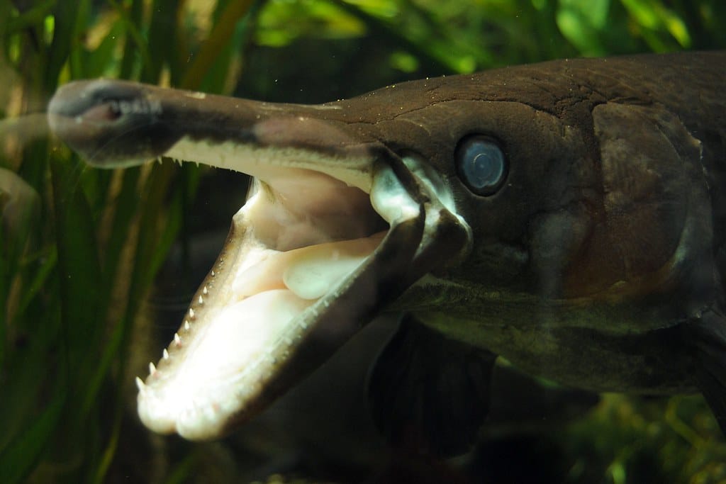 atractosteus spatula