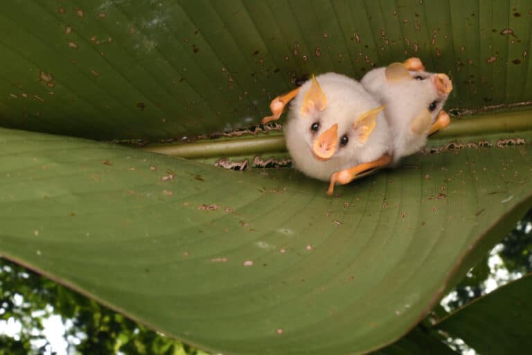 宏都拉斯白蝙蝠 honduran white bat (ectophylla alba) 宏都拉斯白蝙蝠 honduran white bat (ectophylla alba)