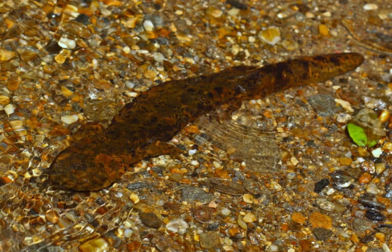 schlammteufel (cryptobranchus alleganiensis), schwimmend schlammteufel (cryptobranchus alleganiensis), schwimmend