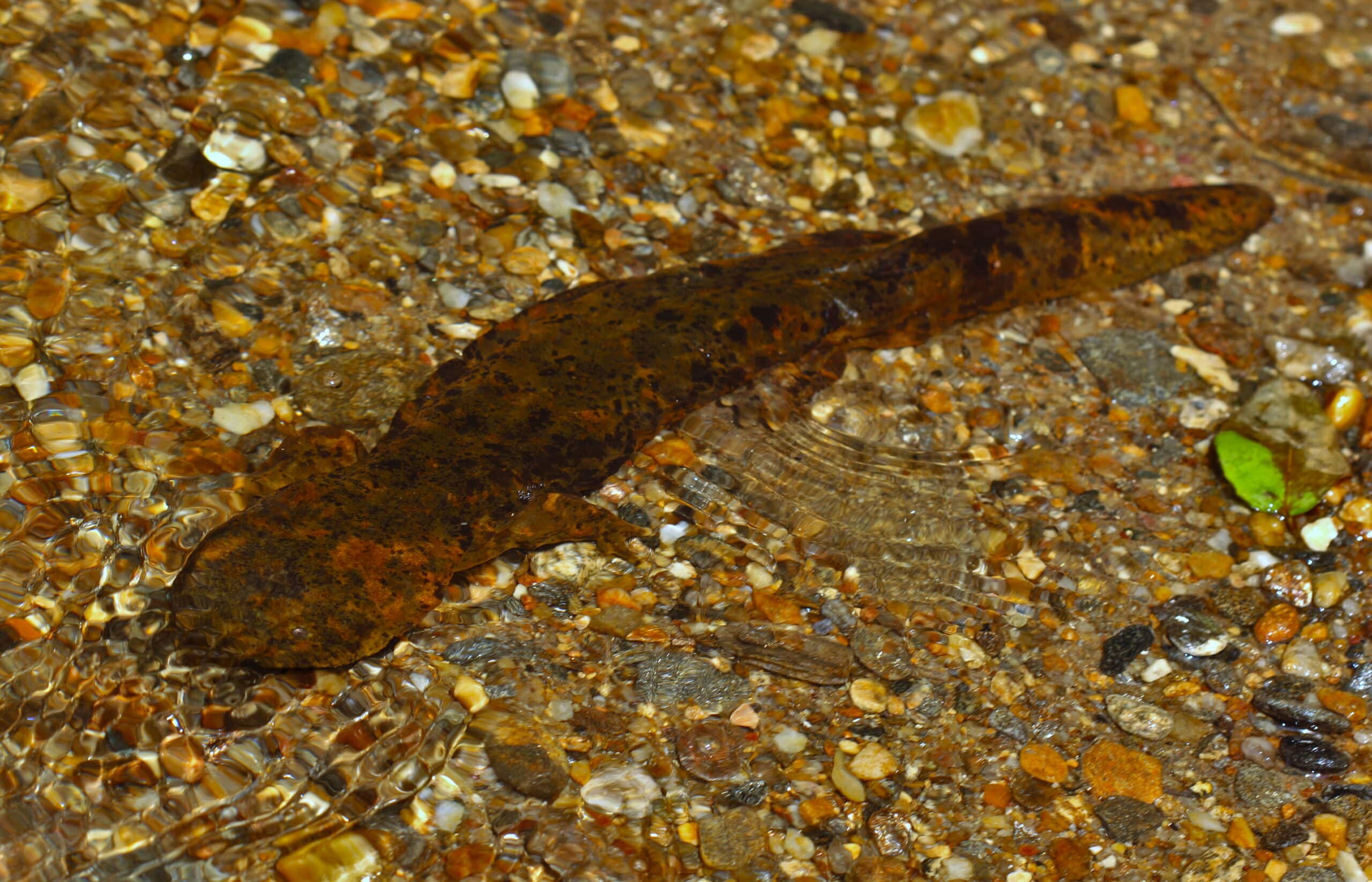 schlammteufel (cryptobranchus alleganiensis), schwimmend schlammteufel (cryptobranchus alleganiensis), schwimmend