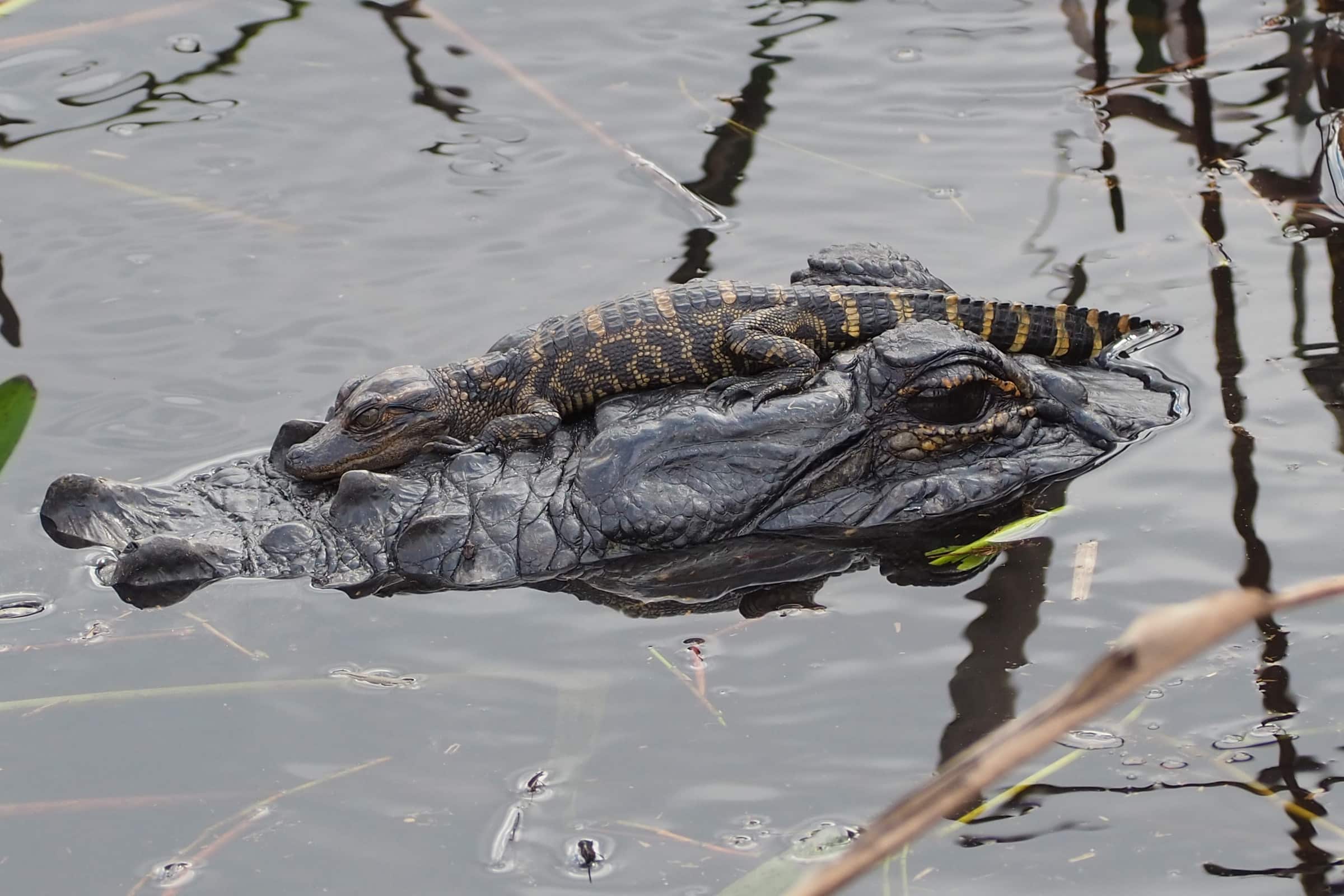 alligator mississippiensis 113744549