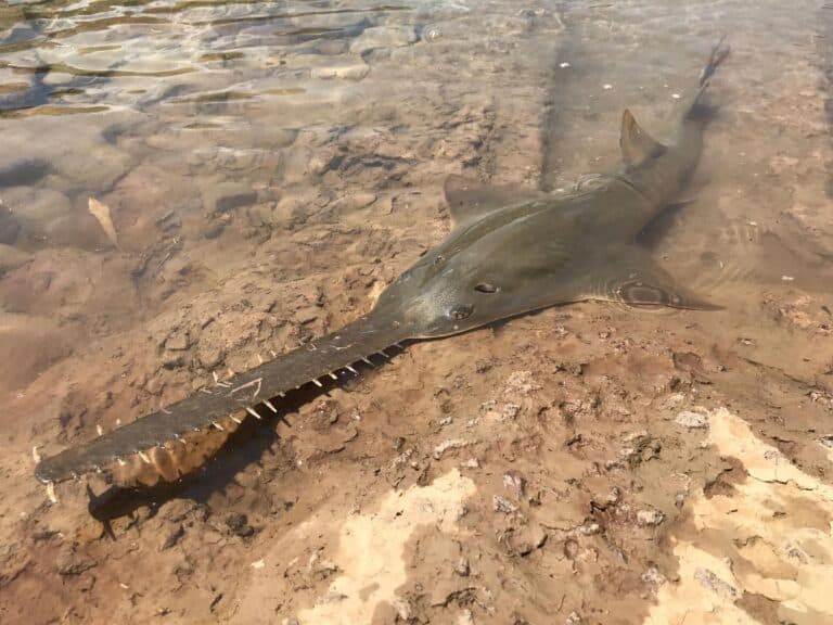 pristis pristis daly river