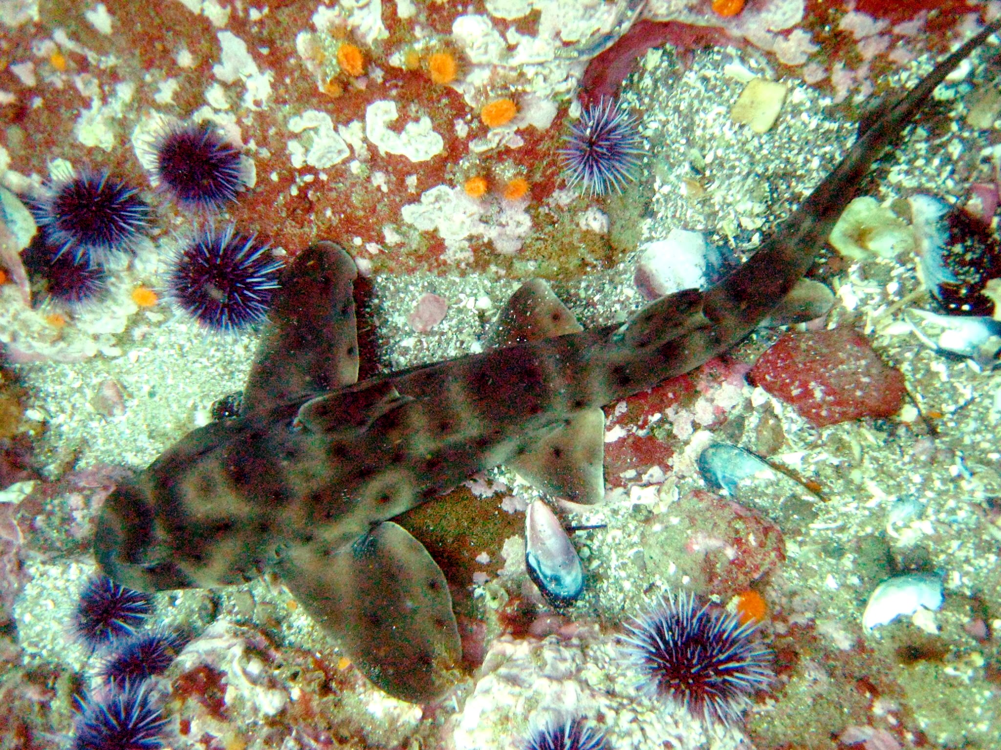 heterodontus francisci channel heterodontus francisci channel