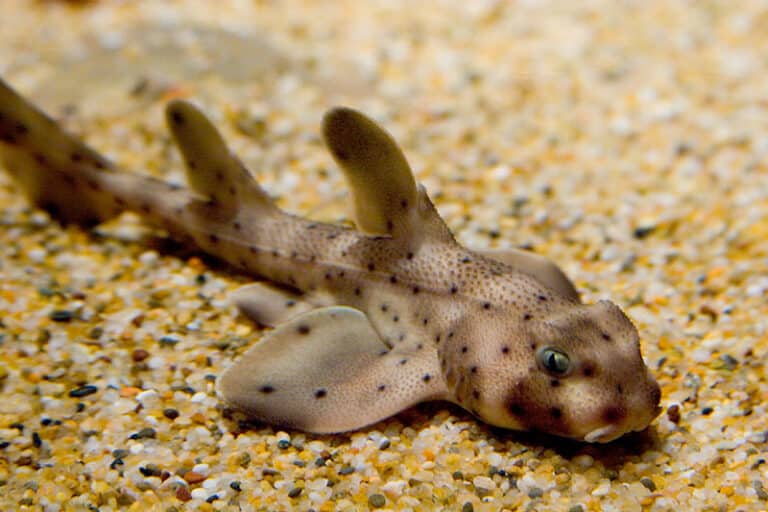 heterodontus francisci monterey heterodontus francisci monterey
