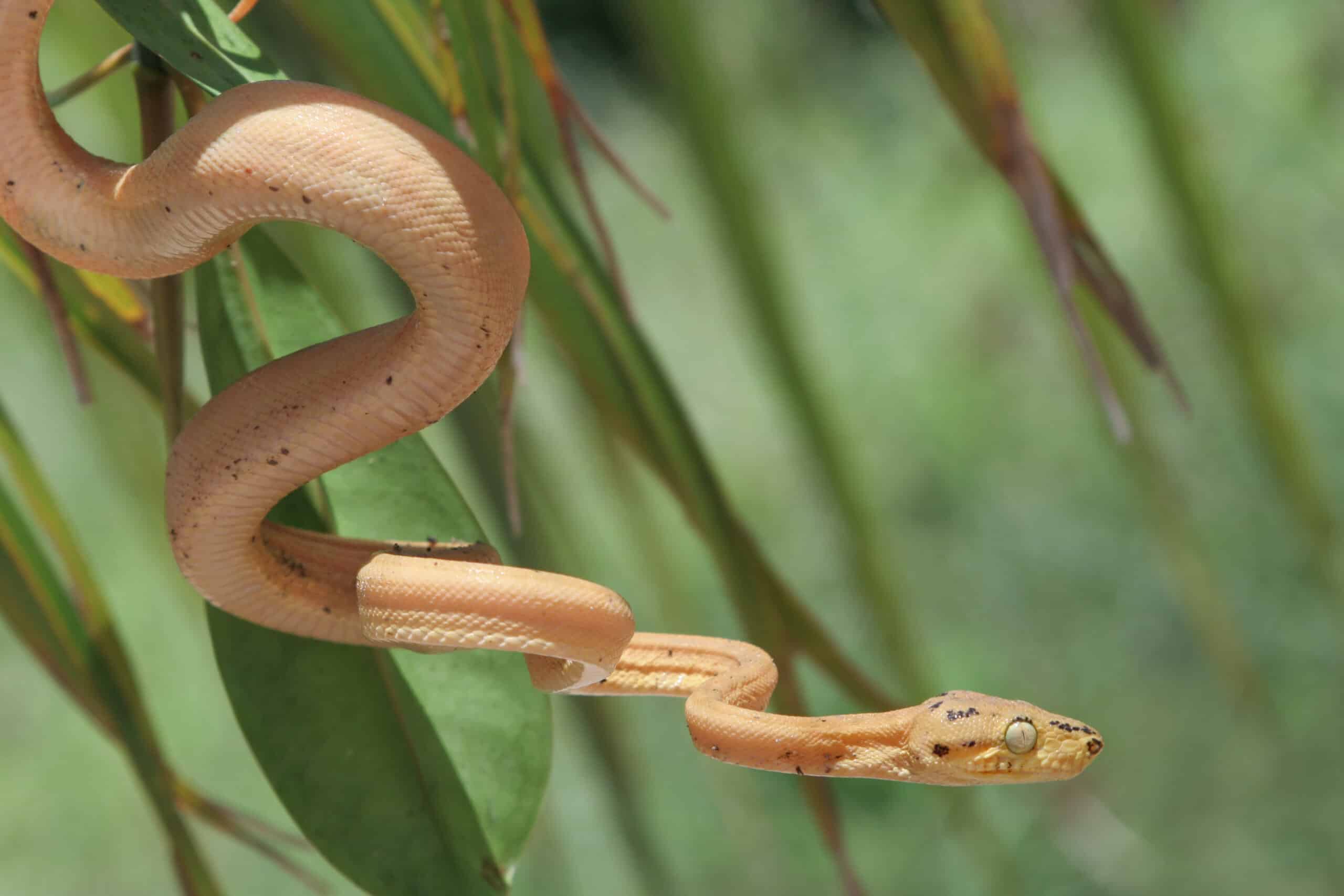 boidae corallus hortulanus (garden tree boa) 49787002216