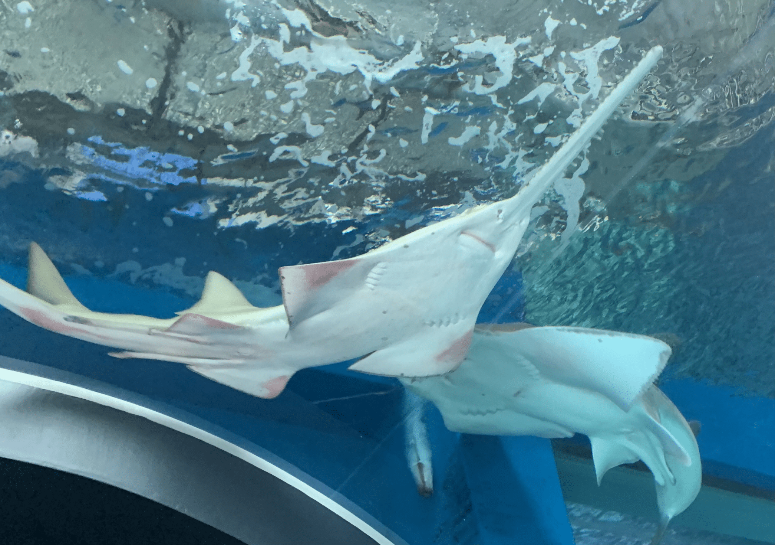 pristis clavata (dwarf sawfish) in aqua park shinagawa