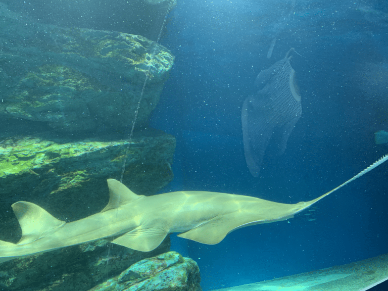 pristis zijsron (longcomb sawfish) in aqua park