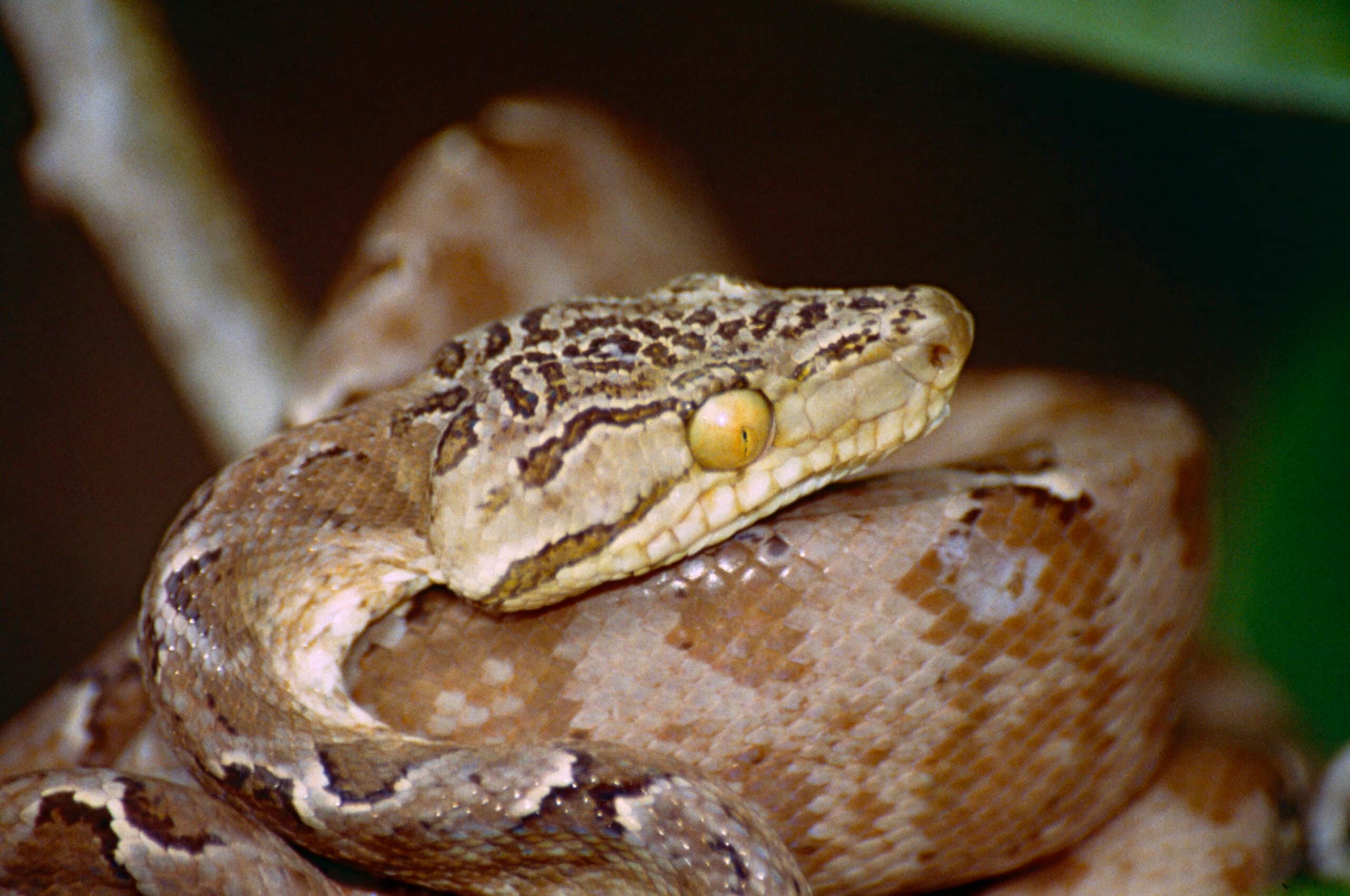 file:garden tree boa (corallus hortulanus) (10599253555).jpg
