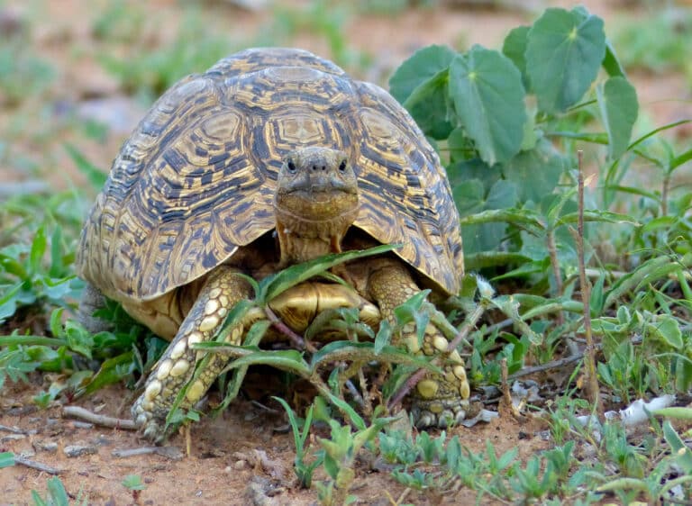 file:leopard tortoise (stigmochelys pardalis) (11421106854).jpg