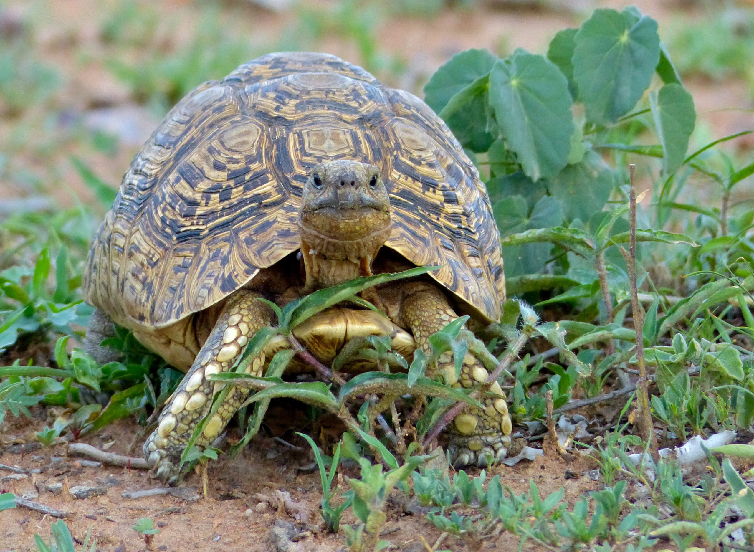 file:leopard tortoise (stigmochelys pardalis) (11421106854).jpg