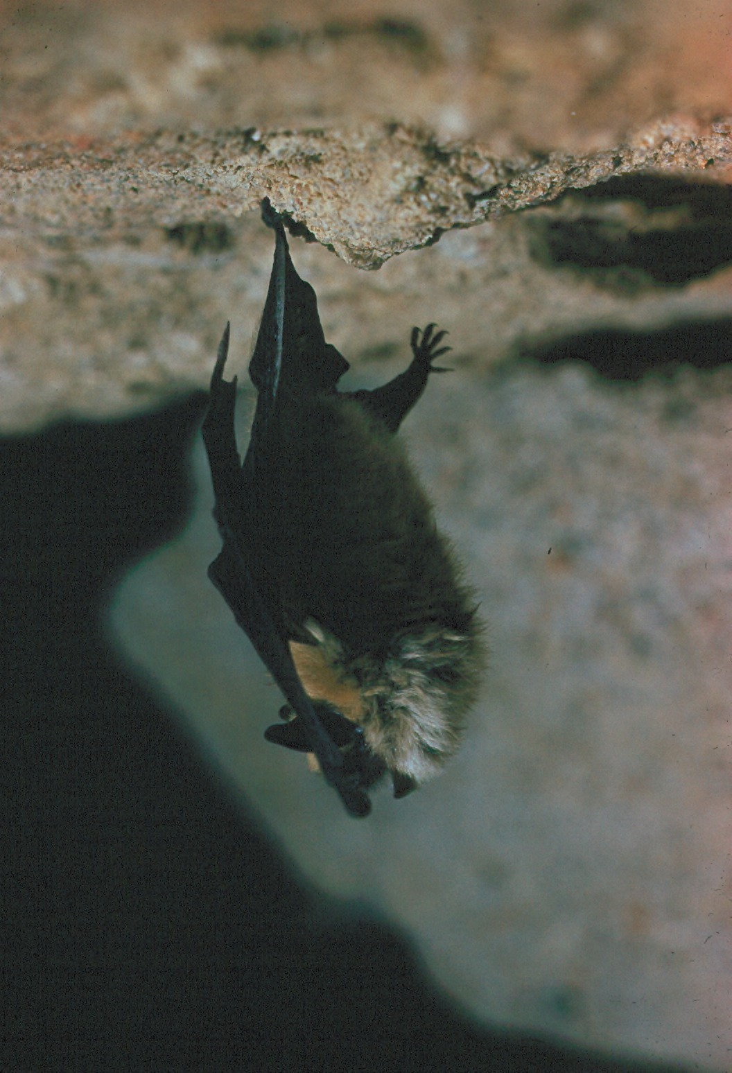 little brown bat hanging in cave little brown bat hanging in cave