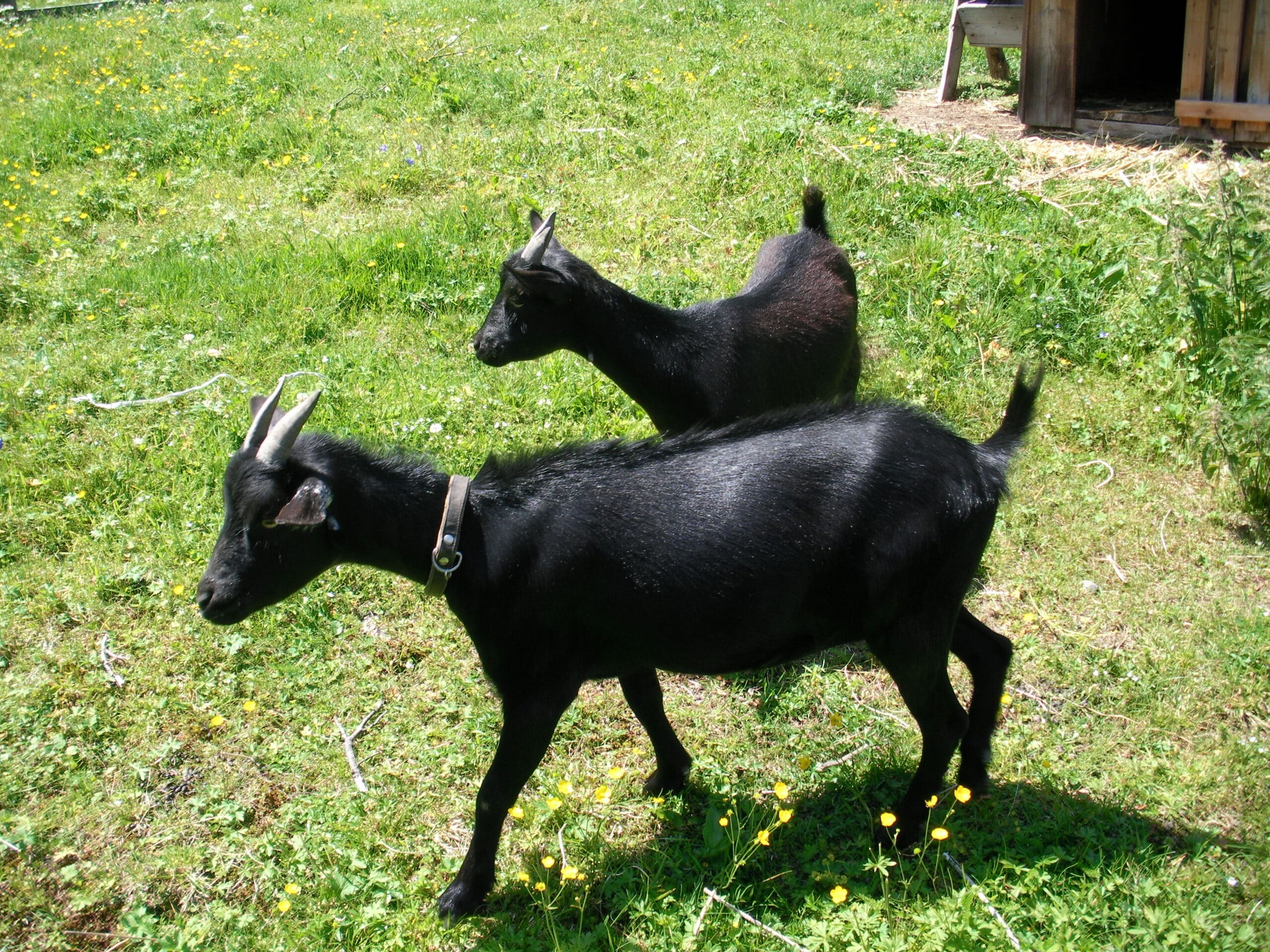 file:griller alpine pasture09.jpg