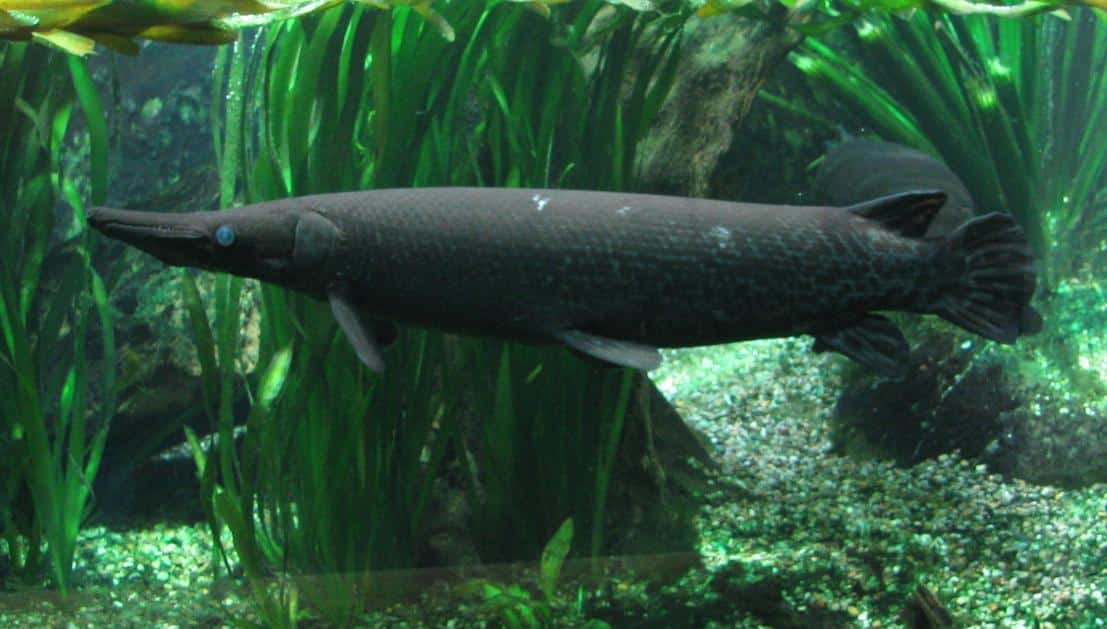 atractosteus spatula (alligatorhecht)
