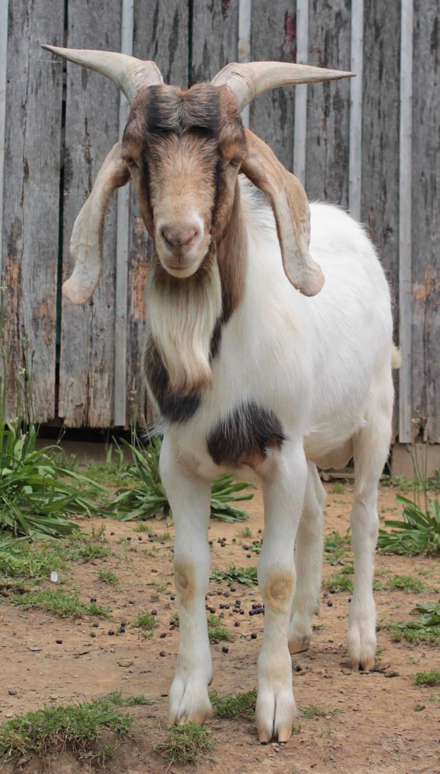 boer kiko alpine mix billy goat