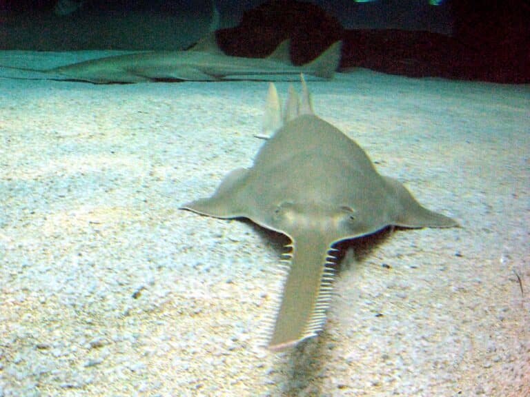 file:sawfish genova.jpg