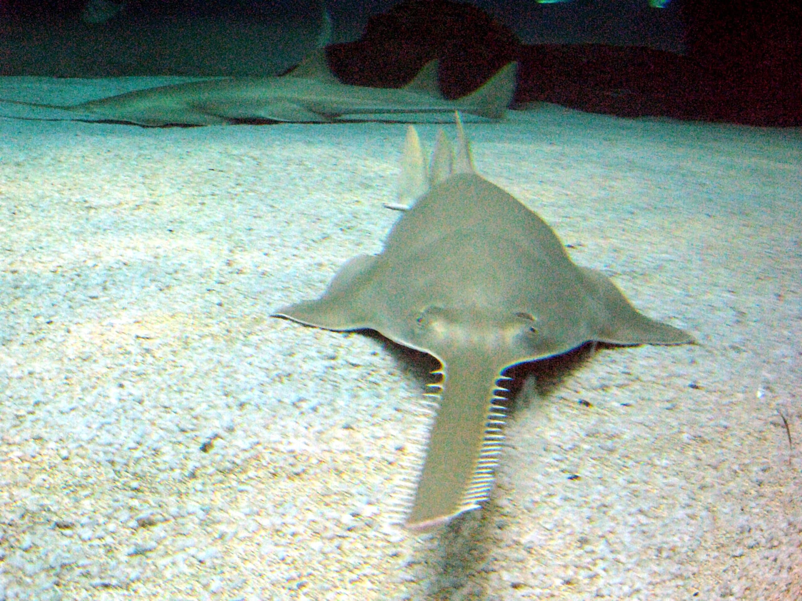 file:sawfish genova.jpg